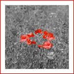 red_poppies